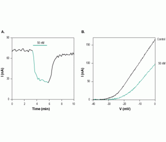 κ-Conotoxin RIIIJ