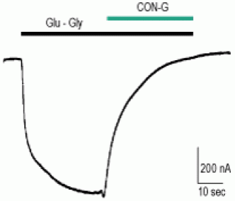 Conantokin G
