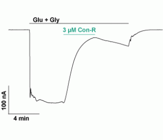 Conantokin R