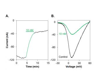 ω-Conotoxin Bu8