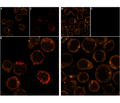 GsMTx-4-Biotin