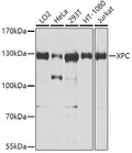 Anti-XPC antibody (700-940) (STJ110652) – Figure 1 of 1