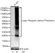 Anti-Pan-Phospho-Serine/Threonine antibody [S5MM] (STJ11101105) – Figure 1 of 1