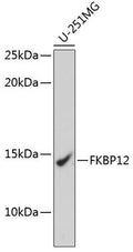 Anti-FKBP1A antibody (29-108) [S5MR] (STJ11101375) – Figure 1 of 1