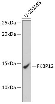 Anti-FKBP1A antibody (29-108) [S5MR] (STJ11101375) – Figure 1 of 1