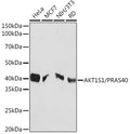 Anti-AKT1S1 antibody (150-256) [S1MR] (STJ11101861) – Figure 1 of 1