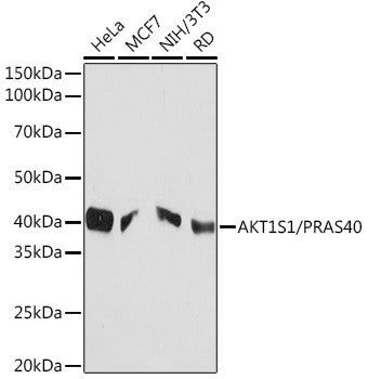 Anti-AKT1S1 antibody (150-256) [S1MR] (STJ11101861) – Figure 1 of 1