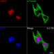 Anti-HIPK2 antibody (100-200) [S0MR] (STJ11102490) – Figure 1 of 1