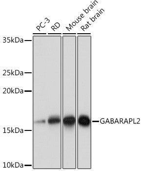 Anti-GABARAPL2 antibody (38-117) [S8MR] (STJ11102498) – Figure 1 of 1
