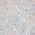 Anti-RanBP9 antibody (100-200) [S0MR] (STJ11102970) – Figure 1 of 1