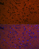 Anti-STX1A antibody (1-100) [S5MR] (STJ11102975) – Figure 1 of 1