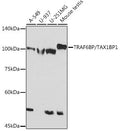 Anti-TRAF6BP/TAX1BP1 antibody (690-789) [S5MR] (STJ11103045) – Figure 1 of 1