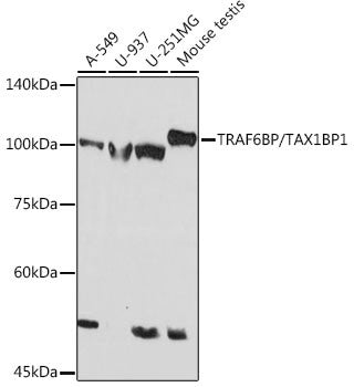 Anti-TRAF6BP/TAX1BP1 antibody (690-789) [S5MR] (STJ11103045) – Figure 1 of 1