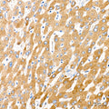 Anti-Cytochrome P450 4A antibody (50-150) [S6MR] (STJ11103076) – Figure 1 of 1