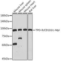 Anti-TPO-R/CD110/c-Mpl antibody (536-635) [S6MR] (STJ11103096) – Figure 1 of 1
