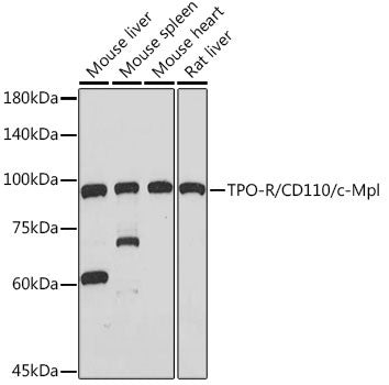 Anti-TPO-R/CD110/c-Mpl antibody (536-635) [S6MR] (STJ11103096) – Figure 1 of 1