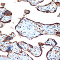 Anti-NAIP antibody (1-100) [S7MR] (STJ11103097) – Figure 1 of 1