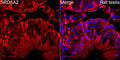 Anti-SRD5A2 antibody (1-100) [S8MR] (STJ11103118) – Figure 1 of 1