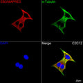 Anti-EB3/MAPRE3 antibody (182-281) [S2MR] (STJ11103122) – Figure 1 of 1