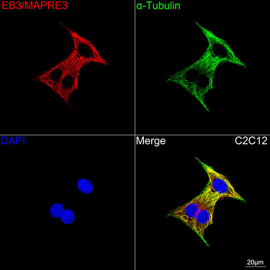 Anti-EB3/MAPRE3 antibody (182-281) [S2MR] (STJ11103122) – Figure 1 of 1