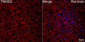 Anti-TMOD2 antibody (1-100) [S3MR] (STJ11103123) – Figure 1 of 1