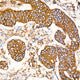 Anti-ERp29 antibody (1-102) [S4MR] (STJ11103124) – Figure 1 of 1