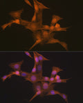 Anti-Nesprin 1 antibody (8200-8400) [S0MR] (STJ11103130) – Figure 1 of 1