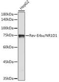 Anti-Rev-Erb Alpha/NR1D1 antibody (280-360) [S0MR] (STJ11103310) – Figure 1 of 1