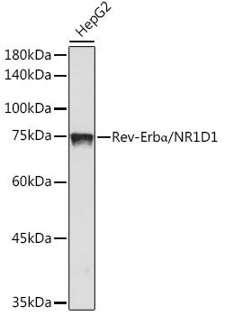 Anti-Rev-Erb Alpha/NR1D1 antibody (280-360) [S0MR] (STJ11103310) – Figure 1 of 1