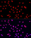 Anti-LMNA antibody (400-500) (STJ11103805) – Figure 1 of 1