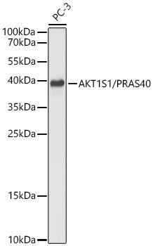 Anti-AKT1S1 antibody (150-256) (STJ11104478) – Figure 1 of 1