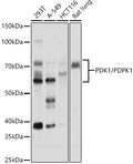 Anti-PDPK1 antibody (409-556) (STJ11104559) – Figure 1 of 1