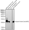Anti-MPZ antibody (149-248) [S4607RM] (STJ11104607) – Figure 1 of 1