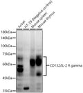 Anti-IL2RG antibody (250-350) [S4677RM] (STJ11104677) – Figure 1 of 1