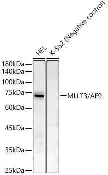 Anti-MLLT3 antibody (1-150) [S4692RM] (STJ11104692) – Figure 1 of 1