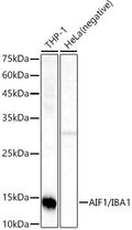 Anti-AIF1 antibody (1-147) [S4712RM] (STJ11104712) – Figure 1 of 1