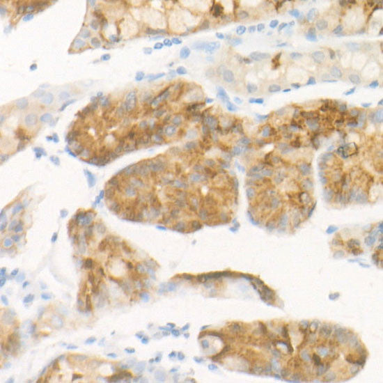 Anti-PGC antibody (1-388) [S4788RM] (STJ11104788) – Figure 1 of 1