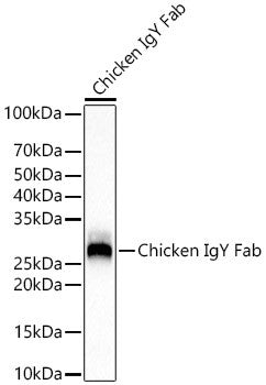 Western blot analysis of Chicken IgY Fab, using Chicken IgY Fab antibody (STJ11105911) at1:20000 dilution. Secondary antibody: HRP Goat Anti-Rabbit IgG (H+L) (STJS000856) at 1:10000 dilution. Lysates/proteins: 25 Mu g per lane. Blocking buffer: 3% nonfat dry milk in TBST. Detection: ECL Basic Kit. Exposure time: 1s.