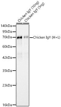 Western blot analysis of various lysates using Rabbit Anti-Chicken IgY (H+L) (STJ11105912) at 1:10000 dilution. Secondary antibody: HRP Goat Anti-Rabbit IgG (H+L) (STJS000856) at 1:10000 dilution. Lysates/ proteins: 5 ng- 10 ng per lane. Blocking buffer: 3 % nonfat dry milk in TBST. Detection: ECL Basic Kit. Exposure time: 90s.