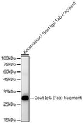 Anti-Goat IgG-Fab antibody [SRM5207] (STJ11107084) – Figure 1 of 1