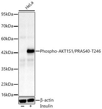 Anti-Phospho-AKT1S1/PRAS40-T246 antibody [SRM5542] (STJ11107731) – Figure 1 of 1