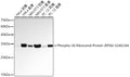 Anti-Phospho-S6 Ribosomal Protein-S240/244 antibody [SRM5547] (STJ11107738) – Figure 1 of 1
