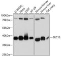 Anti-SEC13 antibody (1-322) (STJ113218) – Figure 1 of 1