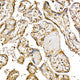 Anti-PTEN antibody (1-200) (STJ113730) – Figure 1 of 1