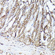 Anti-MLST8 antibody (1-326) (STJ115560) – Figure 1 of 1