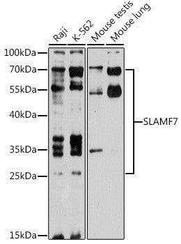 Anti-SLAMF7 antibody (23-226) (STJ116079) – Figure 1 of 1