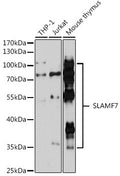 Anti-SLAMF7 antibody (23-226) (STJ118992) – Figure 1 of 1