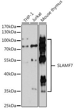 Anti-SLAMF7 antibody (23-226) (STJ118992) – Figure 1 of 1