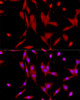 Anti-SIRT1 antibody (448-747) (STJ119437) – Figure 1 of 1