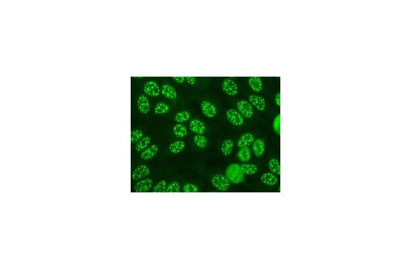 Anti-Human Myeloid Specific Marker antibody [BM-4] (STJ16100171) – Figure 1 of 1